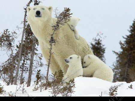 北極熊图片