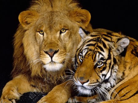 狮子和老虎图片