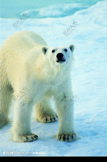 雪地里的北极熊2图片
