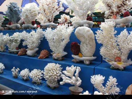 珊瑚海洋生物图片