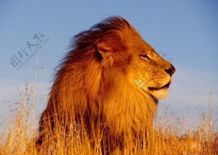 非洲狮图片