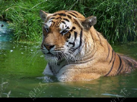 在水中洗澡的老虎图片