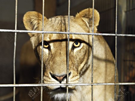 笼中狮子图片