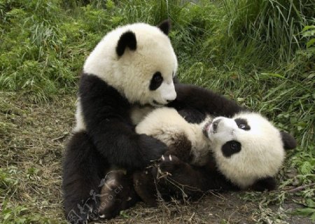 熊猫嬉戏图片