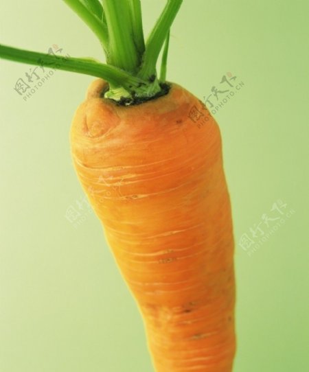 胡萝卜图片