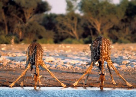 长颈鹿喝水图片