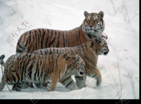 雪中的三只虎图片