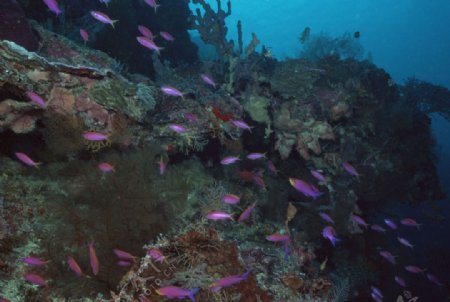 海底世界海底珊瑚礁图片