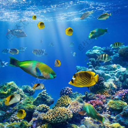 热带海底世界图片