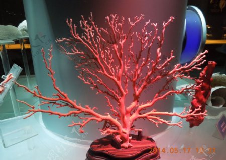 红色的珊瑚树图片