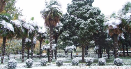 焦作市人民公园雪景图片