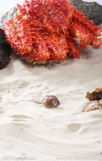 帝王蟹螃蟹图片