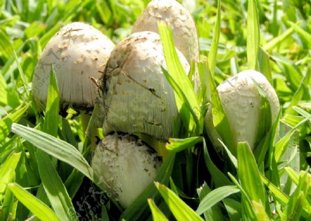 蘑菇蔬菜菌类图片