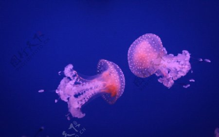 澳洲斑点水母图片