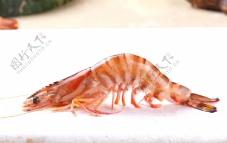 舟山虾图片