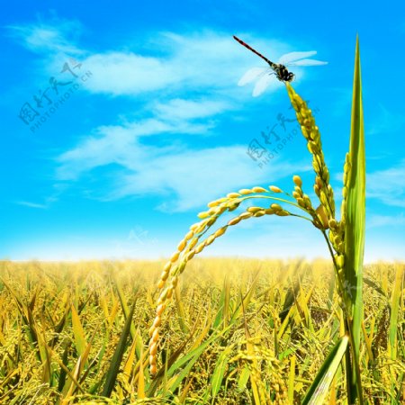 水稻稻田背景图片
