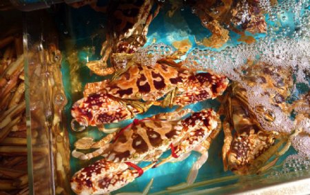 南丫岛的海蟹图片