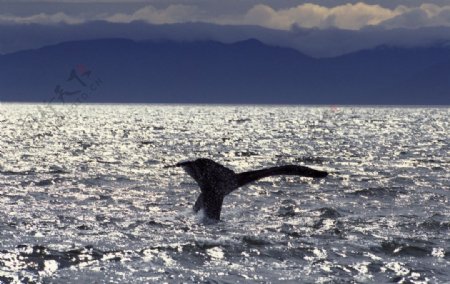 鲸鱼的尾巴图片
