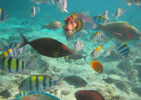 马尔代夫月桂岛鱼图片
