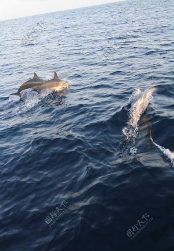 马尔代夫海豚图片