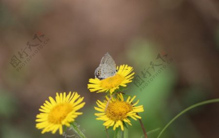 野菊花上的蝴蝶图片