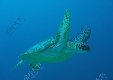 海龟自在水中游泳图片