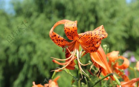 百合花图片