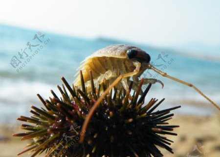 海胆海蟑螂图片