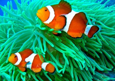 珊瑚中小丑鱼图片