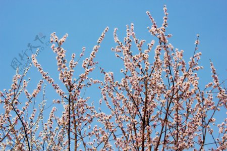 春季花朵图片
