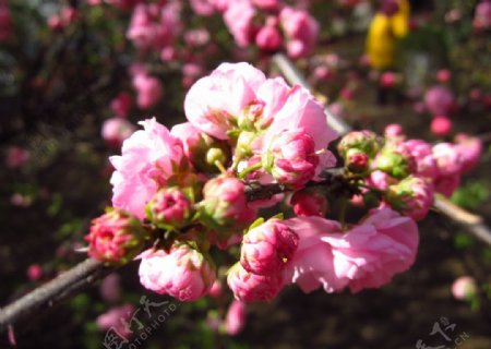 旅顺樱花节图片