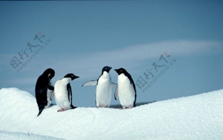四只小企鹅图片
