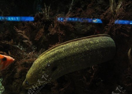 海鳗图片