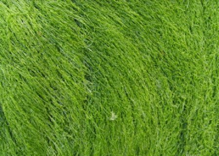 绿色海藻图片