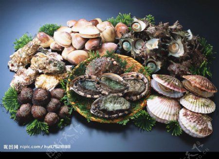 蚌类海鲜大杂汇图片
