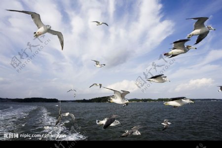 大海上空飞翔的海鸥图片