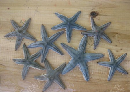 大树岛海星图片
