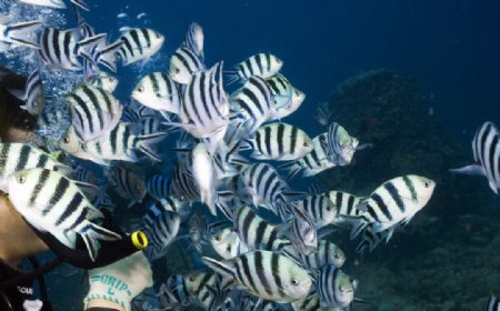 珊瑚礁边的热带鱼群图片