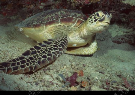 海洋生物图片