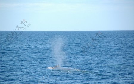 鲸鱼喷水图片