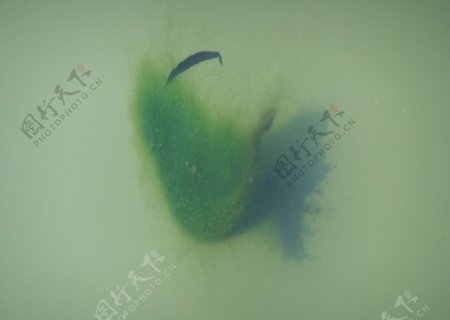 水藻特写图片