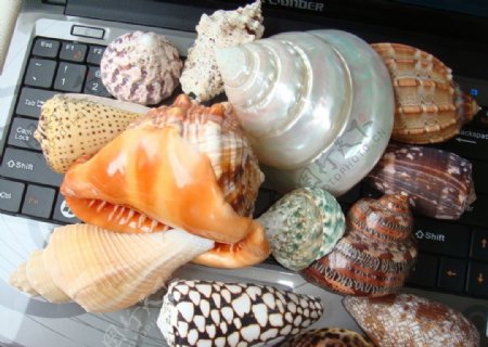 贝壳与海螺图片