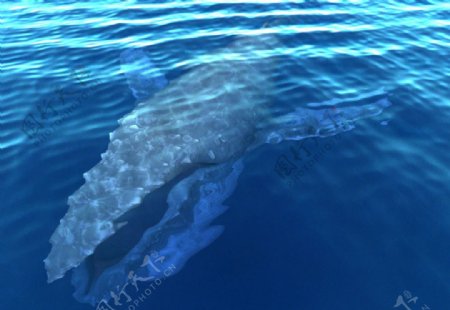 水中的鲸鱼图片