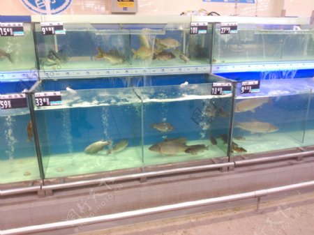 超市活鱼图片