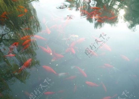 大明湖金鱼图片