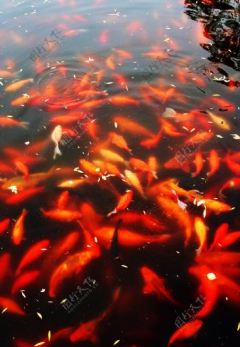 杭州西湖的花港观鱼图片