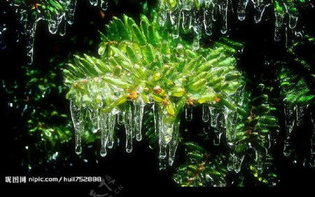 植物结冰图片