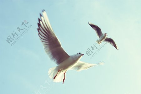 飞翔海鸥鸟类图片