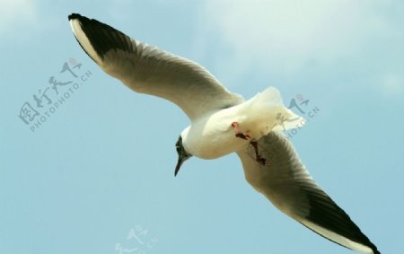 唯美海鸥图片