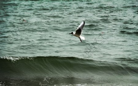 海鸥浪潮图片